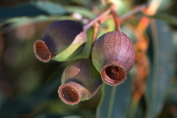 Gum Nuts  by Joy Watson